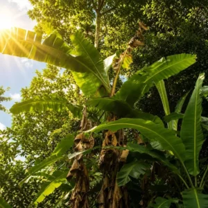 Terrain titré à vendre à Ekoko 2, Yaoundé à 30 euros le mètre carré
